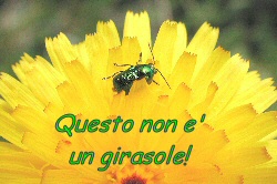 Non tarassaco